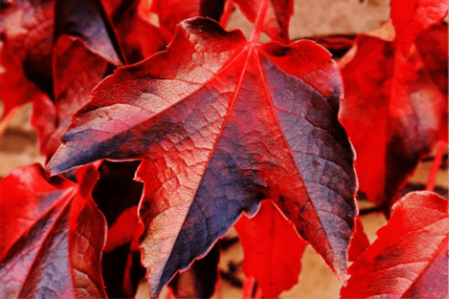 Vigne rouge bienfaits
